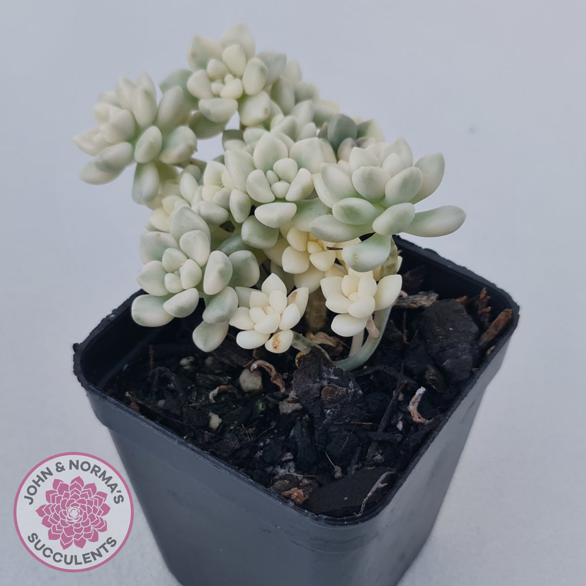 Graptopetalum Mendozae Variegata (multi)