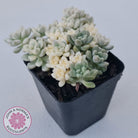 Graptopetalum Mendozae Variegata (multi)