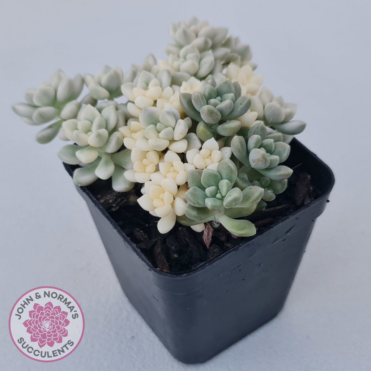 Graptopetalum Mendozae Variegata (multi)