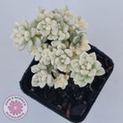 Graptopetalum Mendozae Variegata (multi)