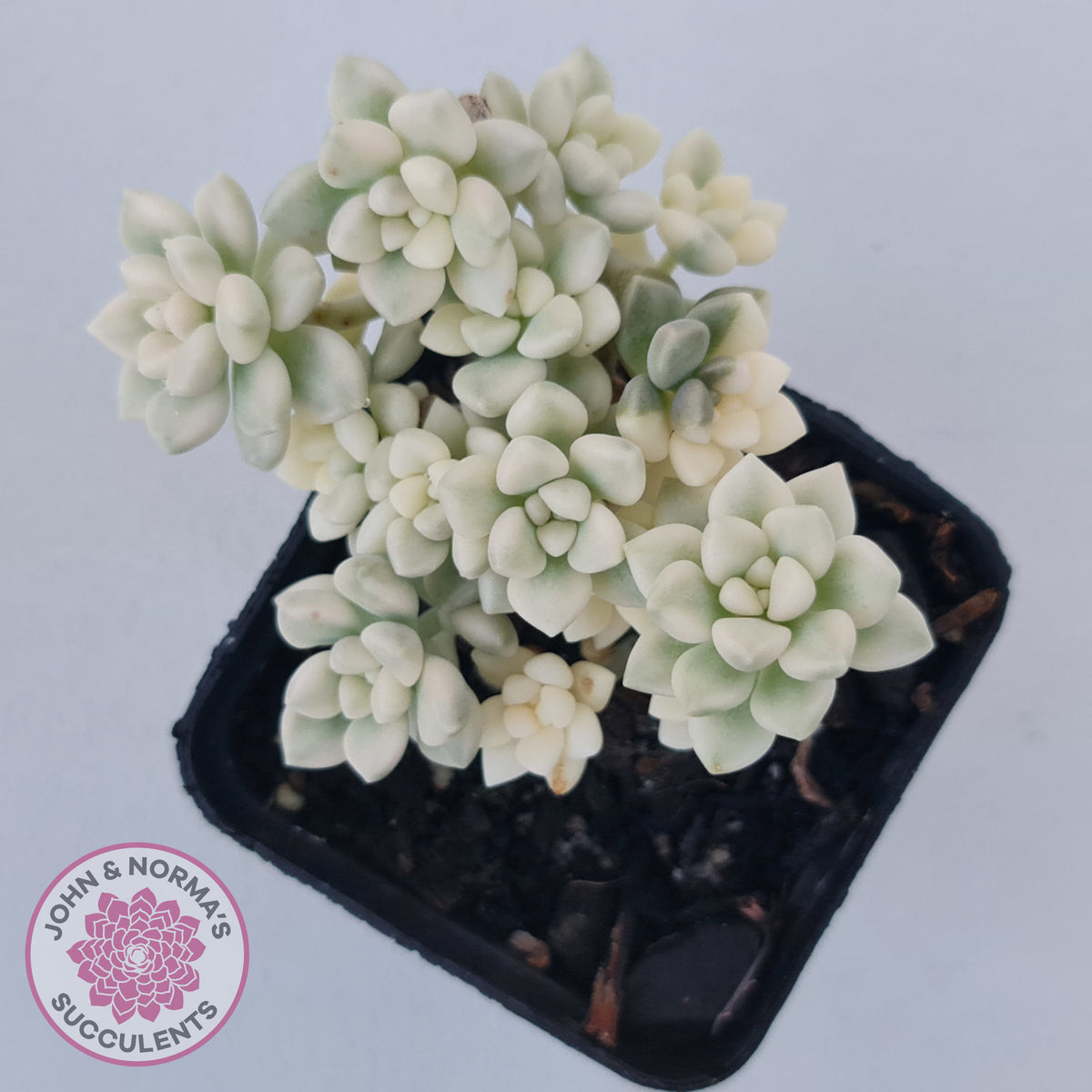 Graptopetalum Mendozae Variegata (multi)