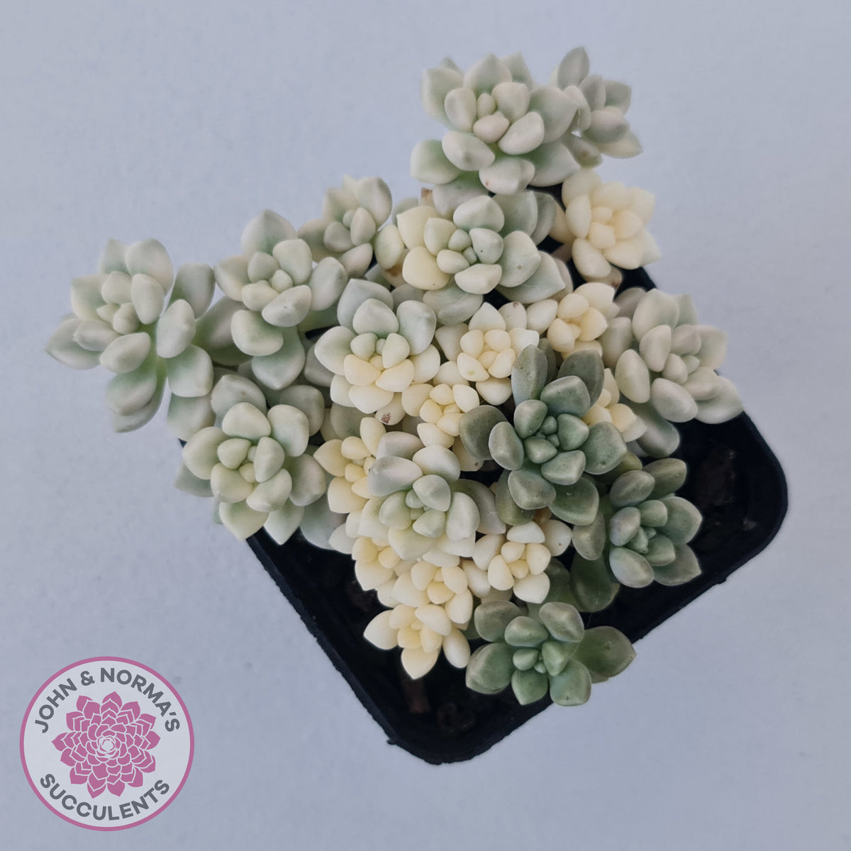 Graptopetalum Mendozae Variegata (multi)