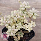 Graptopetalum Mendozae Variegata (multi)