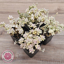 Load image into Gallery viewer, Graptopetalum Mendozae Variegata (multi)
