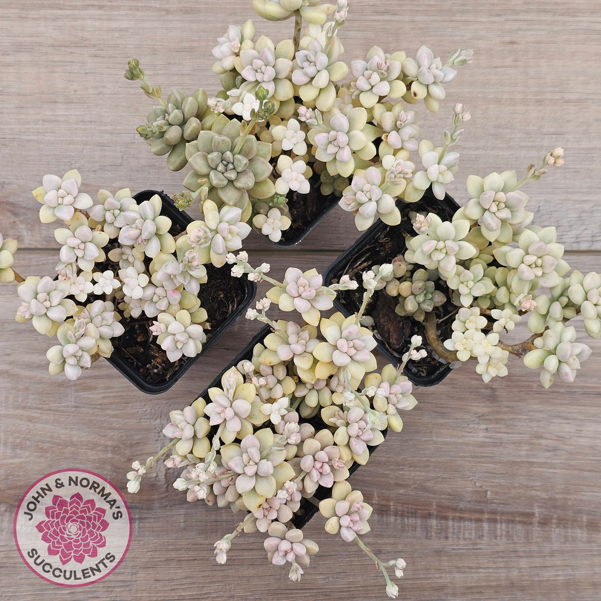 Graptopetalum Mendozae Variegata (multi)