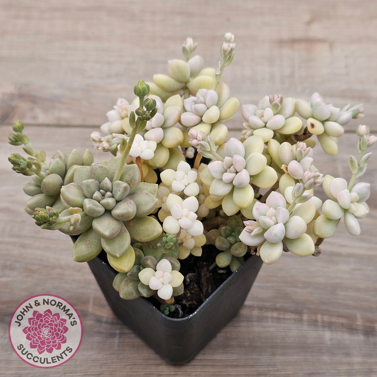 Graptopetalum Mendozae Variegata (multi)