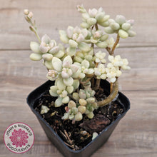 Load image into Gallery viewer, Graptopetalum Mendozae Variegata (multi)
