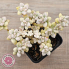 Graptopetalum Mendozae Variegata (multi)