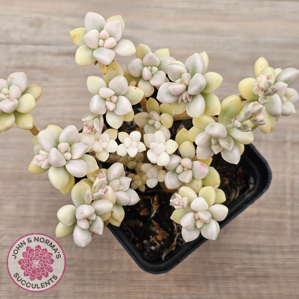 Graptopetalum Mendozae Variegata (multi)