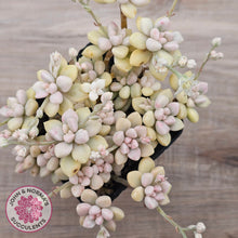 Load image into Gallery viewer, Graptopetalum Mendozae Variegata (multi)
