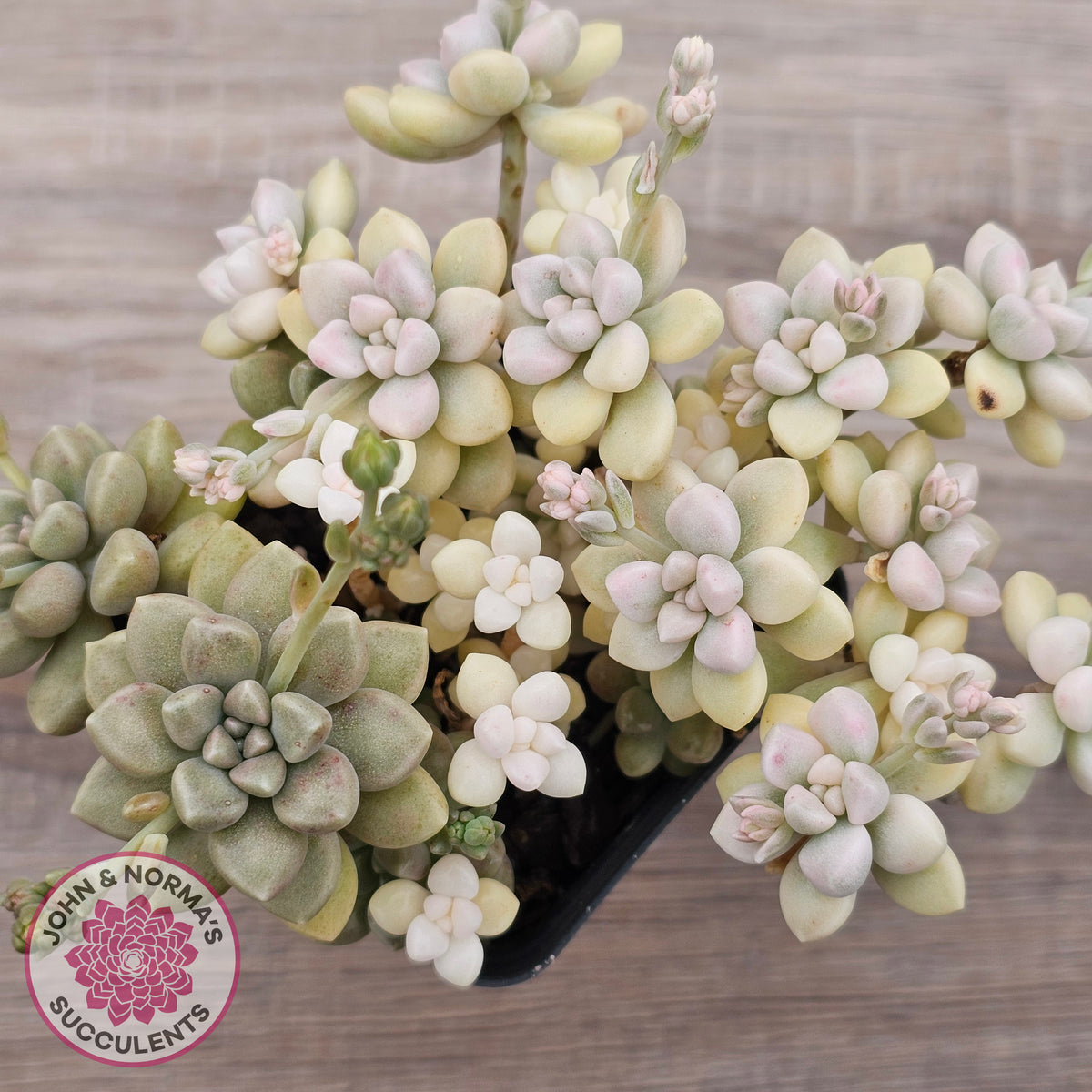Graptopetalum Mendozae Variegata (multi)
