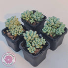 Graptopetalum 'Microcalyx'