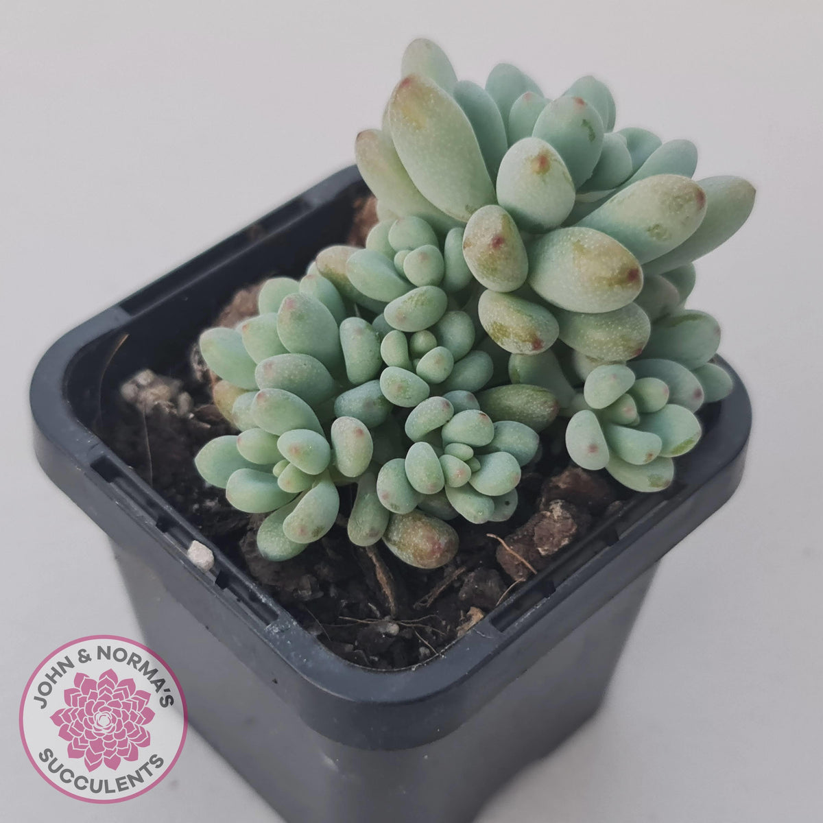 Graptopetalum 'Microcalyx'