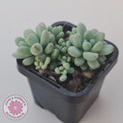 Graptopetalum 'Microcalyx'