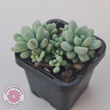 Load image into Gallery viewer, Graptopetalum &#39;Microcalyx&#39; - John &amp; Norma&#39;s Succulents Australia
