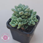 Graptopetalum 'Microcalyx'