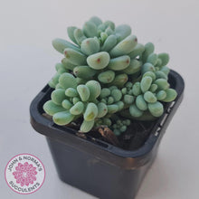 Load image into Gallery viewer, Graptopetalum &#39;Microcalyx&#39; - John &amp; Norma&#39;s Succulents Australia
