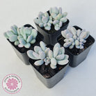 Pachyphytum 'Orange Snow Ball'