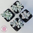 Pachyphytum 'Orange Snow Ball'