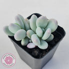 Pachyphytum 'Orange Snow Ball'