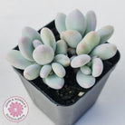 Pachyphytum 'Orange Snow Ball'
