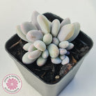 Pachyphytum 'Orange Snow Ball'