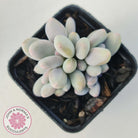 Pachyphytum 'Orange Snow Ball'