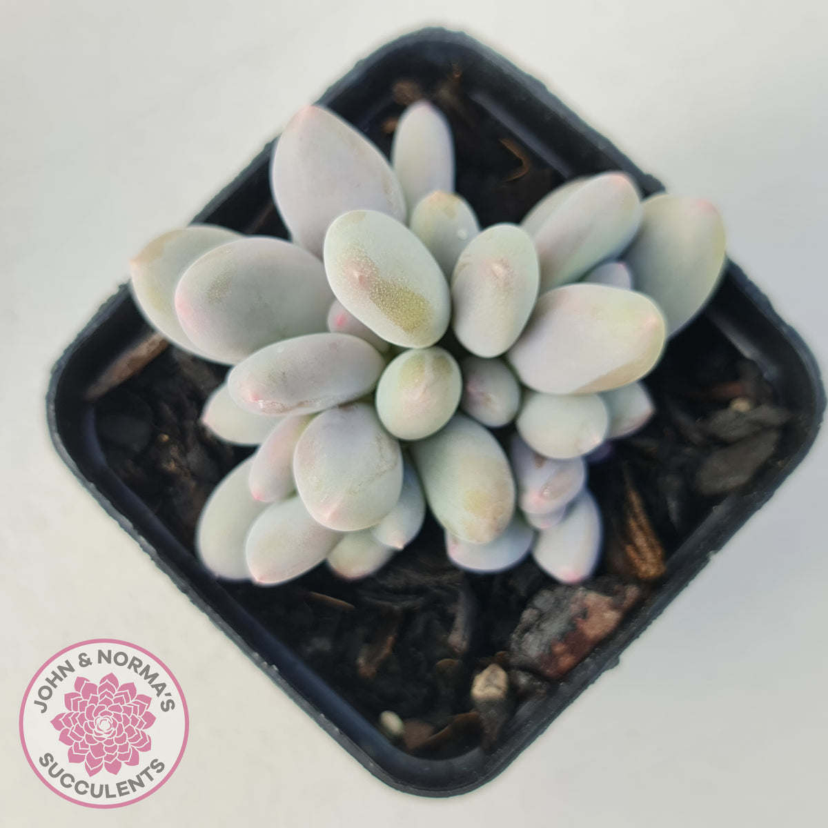 Pachyphytum 'Orange Snow Ball'