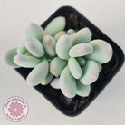 Pachyphytum 'Orange Snow Ball'