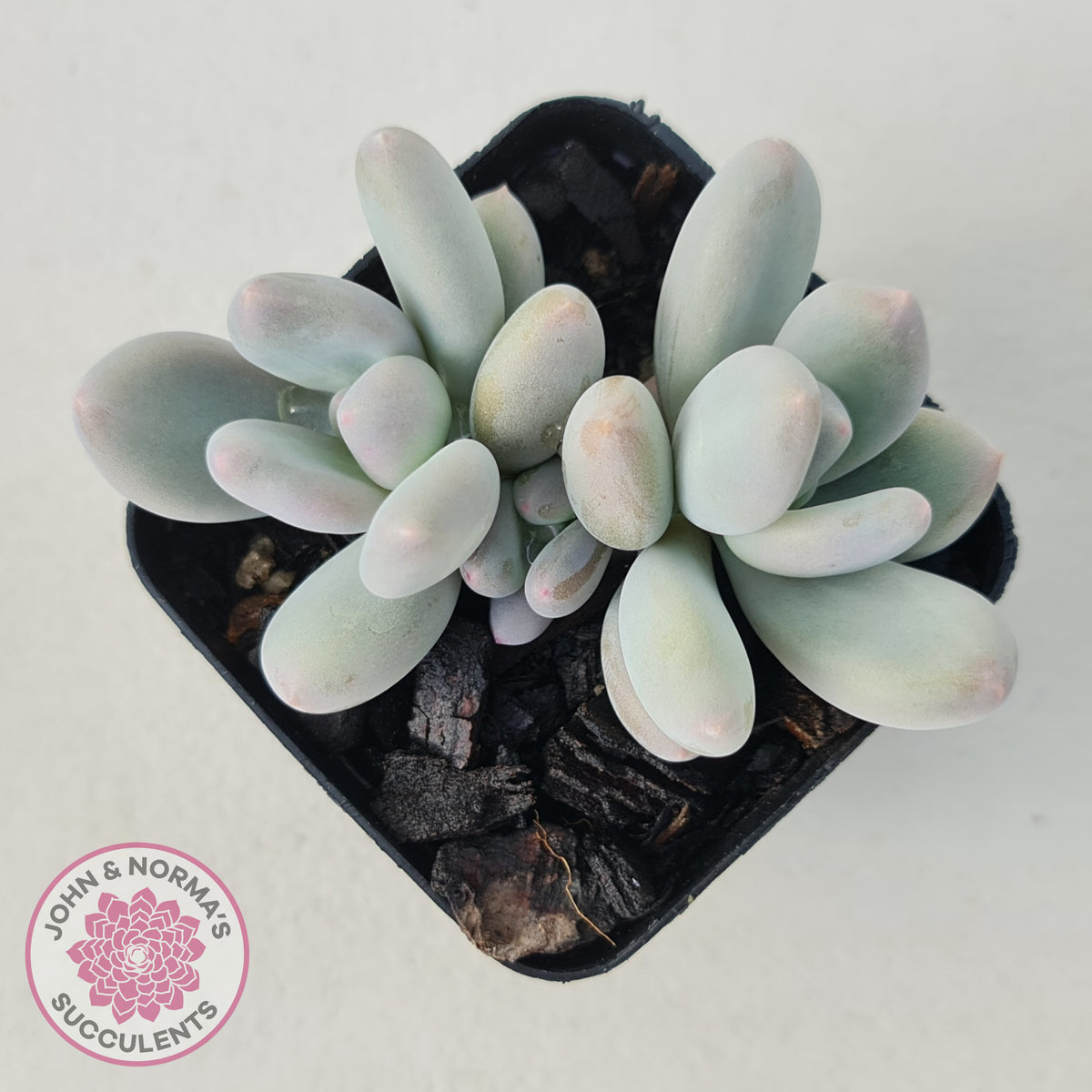 Pachyphytum 'Orange Snow Ball'