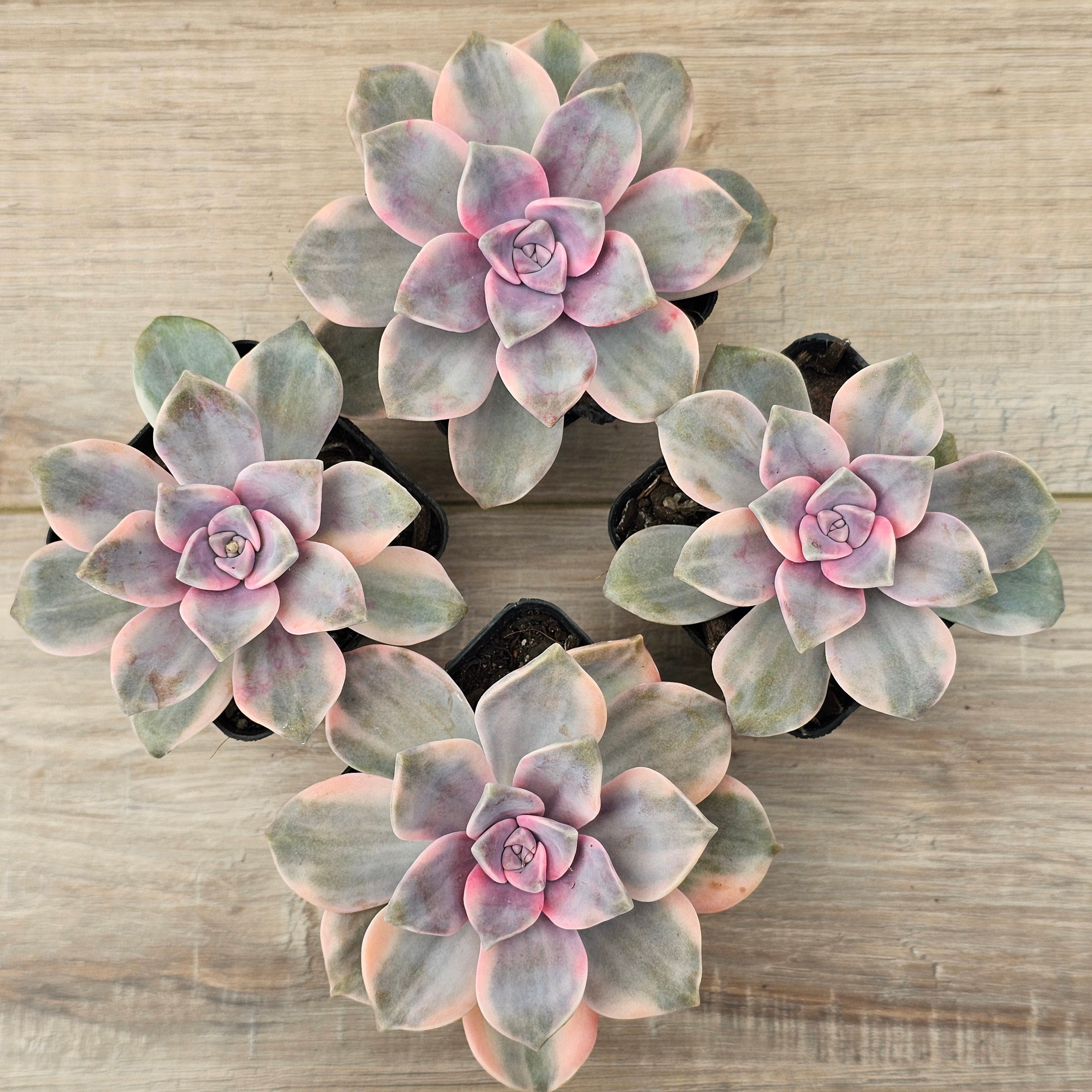 purple delight succulent Buy Graptopetalum 'Purple Delight' Variegated aka 'Snow White' Australia