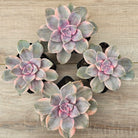 Graptopetalum 'Purple Delight' Variegated aka 'Snow White'