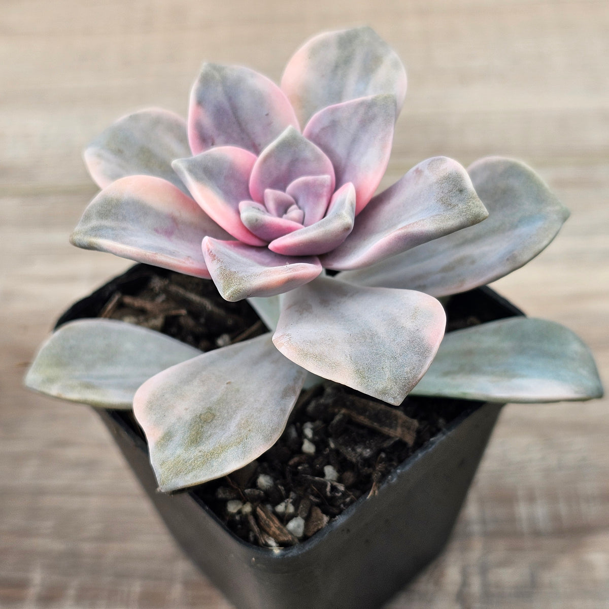 Graptopetalum 'Purple Delight' Variegated aka 'Snow White'
