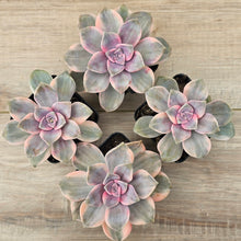 Load image into Gallery viewer, Graptopetalum 'Purple Delight' Variegated aka 'Snow White'
