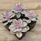 Graptopetalum 'Purple Delight' Variegated aka 'Snow White'