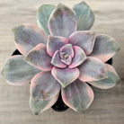 Graptopetalum 'Purple Delight' Variegated aka 'Snow White'