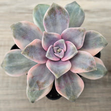 Load image into Gallery viewer, Graptopetalum 'Purple Delight' Variegated aka 'Snow White'
