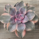 Graptopetalum 'Purple Delight' Variegated aka 'Snow White'