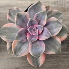 Load image into Gallery viewer, Graptopetalum 'Purple Delight' Variegated aka 'Snow White'
