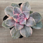 Graptopetalum 'Purple Delight' Variegated aka 'Snow White'