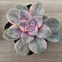 Load image into Gallery viewer, Graptopetalum 'Purple Delight' Variegated aka 'Snow White'
