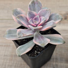 Graptopetalum 'Purple Delight' Variegated aka 'Snow White'