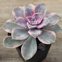 Load image into Gallery viewer, Graptopetalum 'Purple Delight' Variegated aka 'Snow White'

