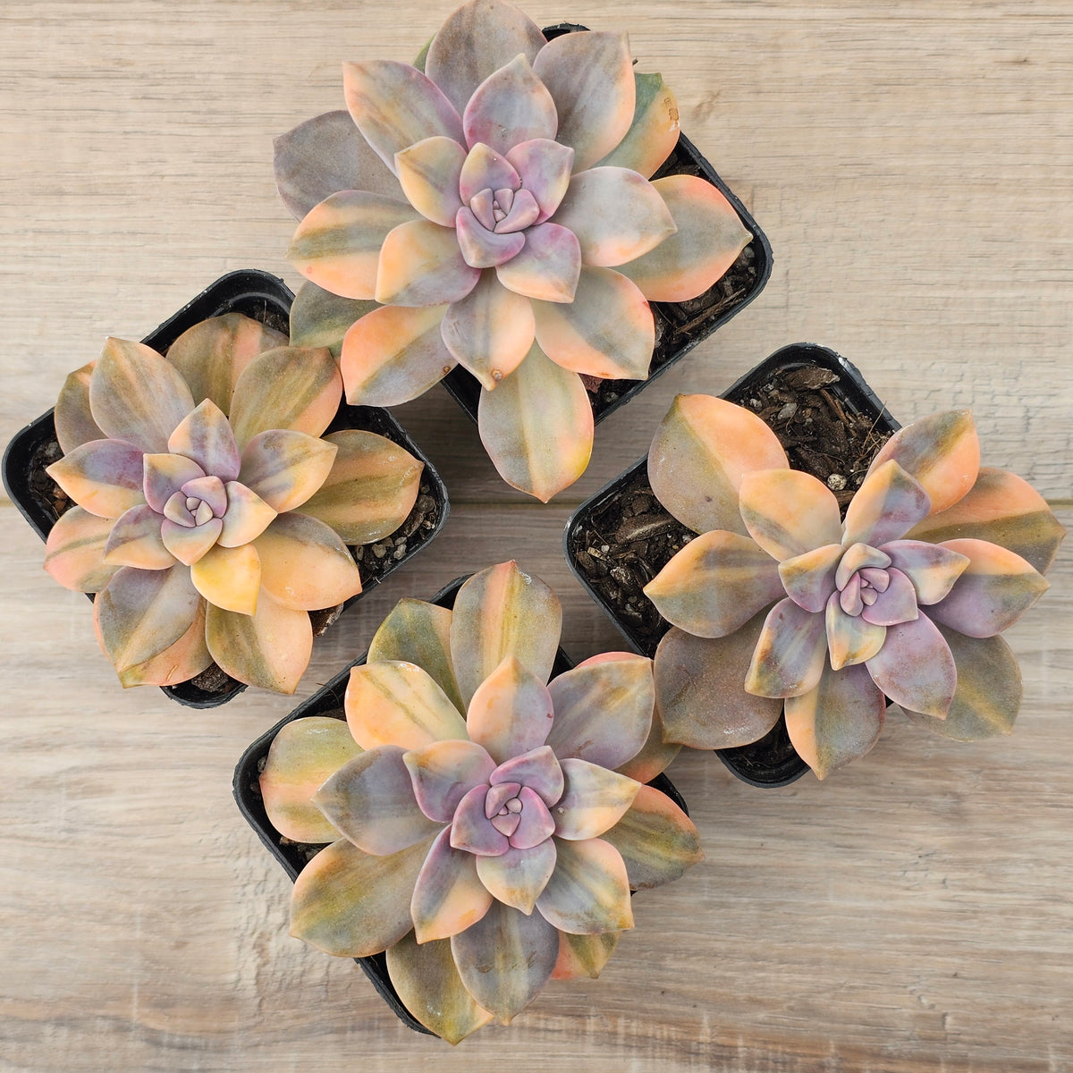 Graptopetalum 'Purple Delight' Variegated (Yellow Variegation)
