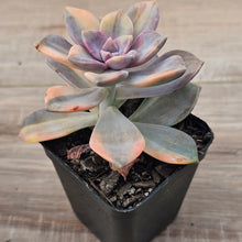 Load image into Gallery viewer, Graptopetalum 'Purple Delight' Variegated (Yellow Variegation)
