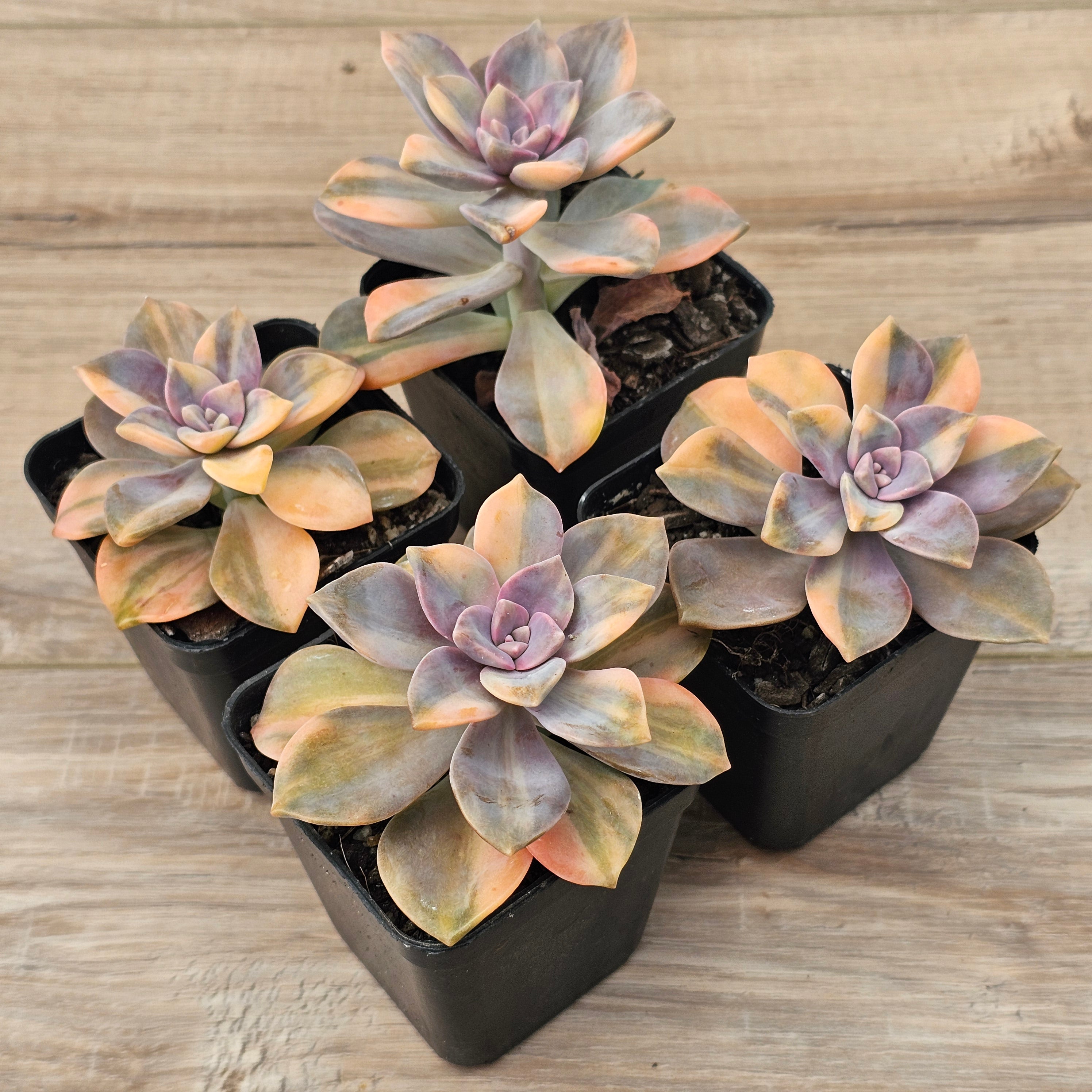 purple succulent with yellow flowers Buy Graptopetalum 'Purple Delight' Variegated (Yellow Variegation)  Australia