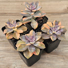 Graptopetalum 'Purple Delight' Variegated (Yellow Variegation)