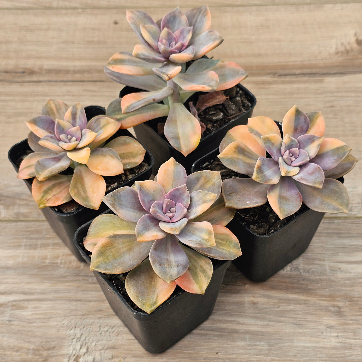 Graptopetalum 'Purple Delight' Variegated (Yellow Variegation)
