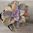 Graptopetalum 'Purple Delight' Variegated (Yellow Variegation)