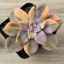 Load image into Gallery viewer, Graptopetalum 'Purple Delight' Variegated (Yellow Variegation)
